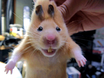 hihi